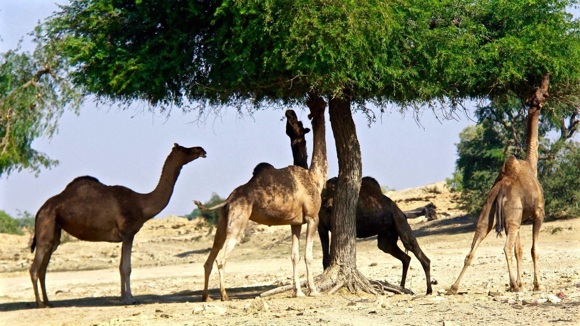 Damodra Desert Camp Jaisalmer Buitenkant foto